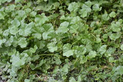 Malva pusilla