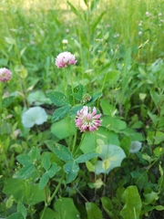 Trifolium hybridum