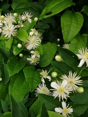 Clematis vitalba