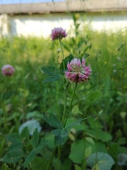 Trifolium hybridum