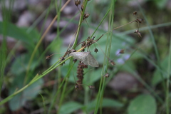 Anania fuscalis
