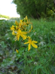 Hypericum perforatum