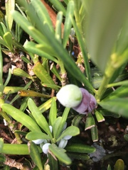 Podocarpus polystachyus