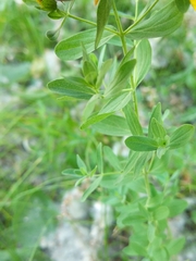 Hypericum perforatum