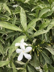 Trachelospermum jasminoides