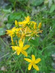 Hypericum perforatum