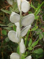 Fibigia eriocarpa