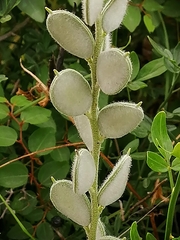 Fibigia eriocarpa