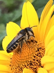 Megachile