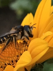 Megachile