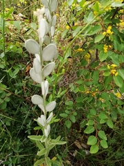 Fibigia eriocarpa