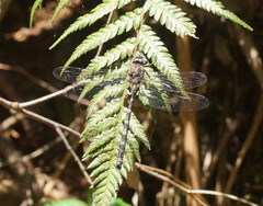 Austroaeschna subapicalis