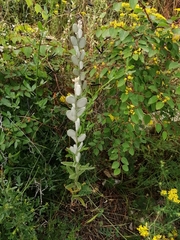 Fibigia eriocarpa