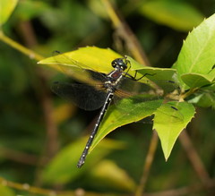Eusynthemis guttata