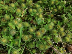 Trifolium