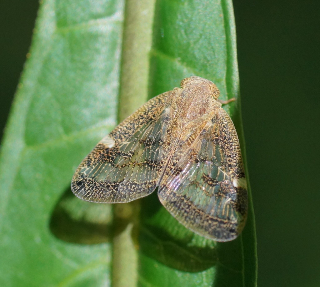 Ricaniinae