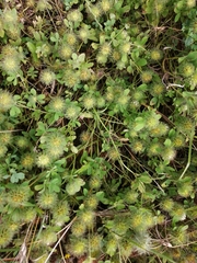 Trifolium