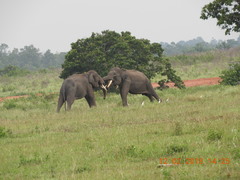 Elephas maximus sumatranus