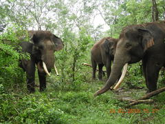 Elephas maximus sumatranus