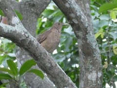 Turdus grayi