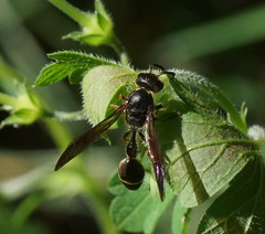 Australozethus