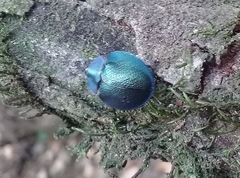 Cyrtonota thalassina