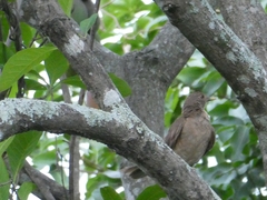 Turdus grayi