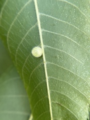 Caryomyia cilidolium