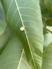 Caryomyia cilidolium