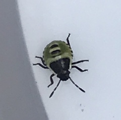 Palomena prasina