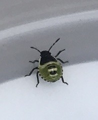 Palomena prasina