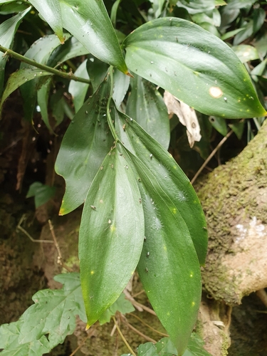 Ruscus hypophyllum (Ruscus hypophyllum)