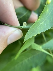 Caryomyia cilidolium
