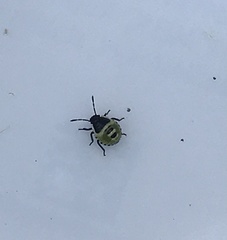 Palomena prasina