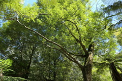 Atherosperma moschatum