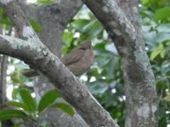 Turdus grayi
