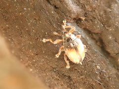 Nanophyes marmoratus