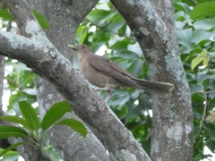 Turdus grayi