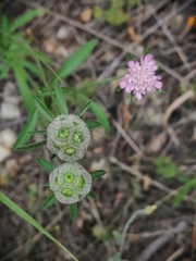 Lomelosia micrantha