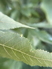Caryomyia urnula