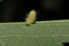 Celticecis pyriformis