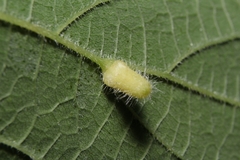 Celticecis pyriformis