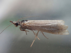 Crambus uliginosellus