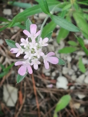Lomelosia micrantha