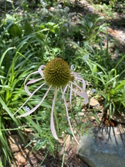 Echinacea laevigata