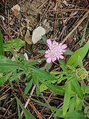 Lomelosia micrantha