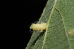 Celticecis pyriformis