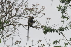Cercopithecus neglectus