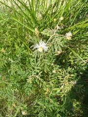 Desmanthus bicornutus