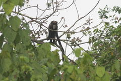Cercopithecus neglectus